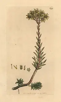 Rocky stonecrop, Sedum rupestre