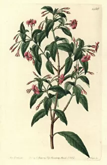 Fuchsia Collection: Rod-branched fuchsia, Fuchsia bacillaris