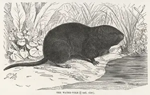 Rodent / Water Vole