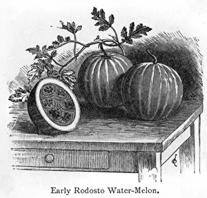 Melon Prints: Rodosto Water Melon