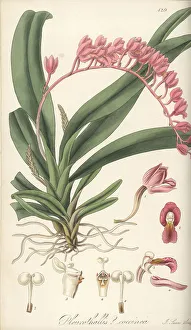 Rodriguezia lanceolata orchid