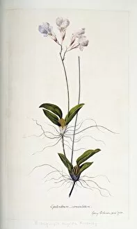 Epidendrum Gallery: Rodriguezia rigida, orchid