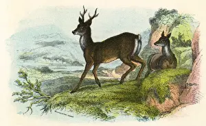 ROE DEER