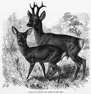 ROE DEER
