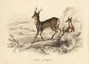 Roe deer, Capreolus capreolus
