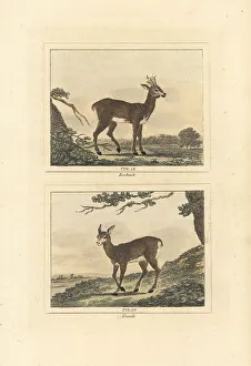 James Smith Barr Prints: Roe deer, Capreolus capreolus