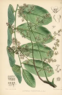 Cedar Prints: Rohn, soomi or bastard cedar, Soymida febrifuga