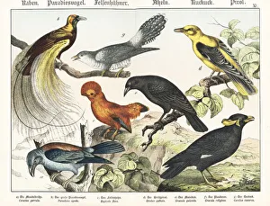 Cuckoo Prints: Roller, bird of paradise, cock of the rock, etc