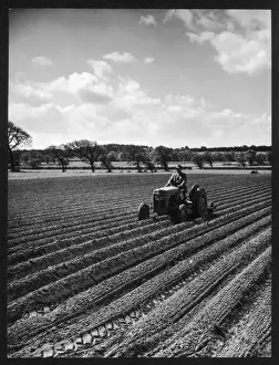 Rolling Potatoes / C. 1950