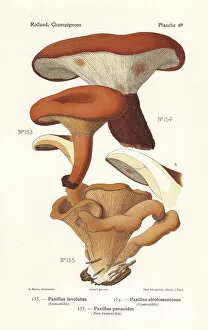Rollrim mushrooms