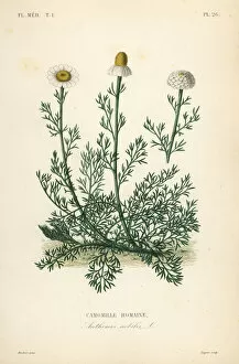 Roman camomile or camomille, Chamaemelum nobile
