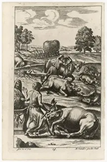 Roman Cattle Stricken