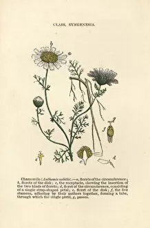 Botanist Collection: Roman chamomile, Chamaemelum nobile