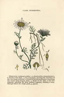 Nobilis Collection: Roman chamomile, Chamaemelum nobile