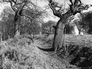 Roman Ditch
