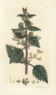 Nettle Prints: Roman nettle, Urtica pilulifera