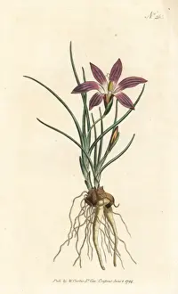 Bulbocodium Prints: Romulea bulbocodium