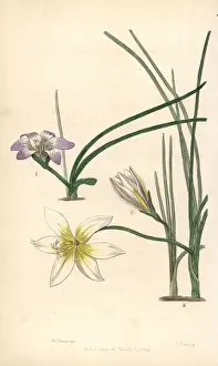 Romulea bulbocodium