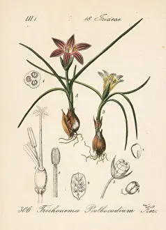 Romulea bulbocodium