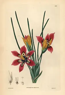 Speciosus Prints: Romulea monadelpha