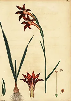 Henry Andrews Prints: Rooi-Afrikaner, Gladiolus watsonius