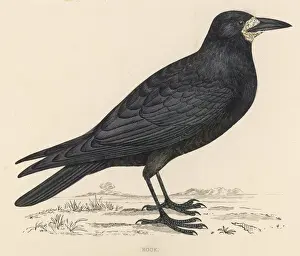 Rook Prints: Rook (Morris)