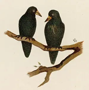1884 Prints: Rook (Somerset)