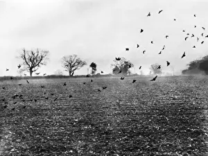Rooks Prints: Rooks Attacking Crops