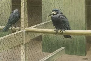 Caged Gallery: Rooks in a Cage