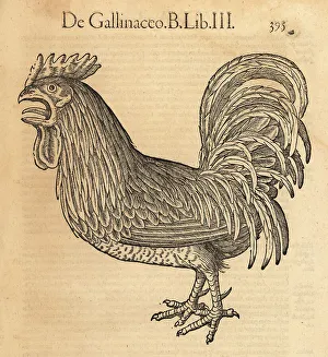 Rooster Prints: Rooster or cock, Gallus domestica