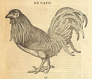 Rooster Prints: Rooster or cock, Gallus domestica