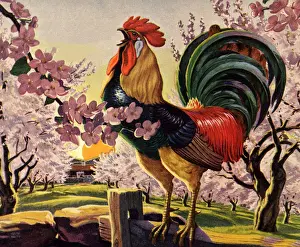 Hens Prints: Rooster Crowing