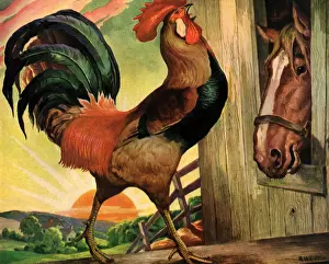 Hens Prints: Rooster Crowing Date: 1945