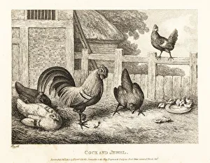 Gay And Phaedrus Prints: A rooster finds a precious jewel in a barnyard but discards it