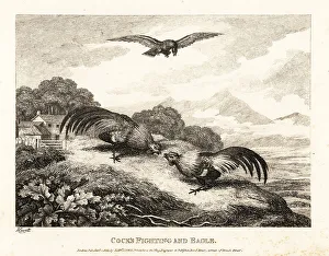 Two roosters fighting in a barn yard below an eagle