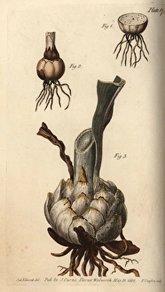 Lily Gallery: Root and bulb of the lily, Lilium species