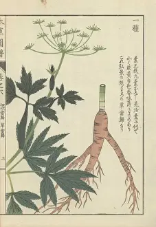 Ligusticum Prints: Root, leaves and tiny white florets of Japanese