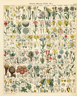 Allgemeine Gallery: Root plants and vegetables