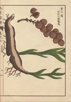 Honzo Prints: Root and seeds of cardamom, Elettaria cardamomum Maton