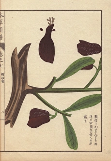 Amomum Gallery: Root, seeds, flowers and green leaves of wild