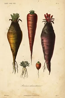 Reveil Collection: Root vegetables, racines alimentaires