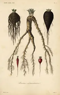 Root vegetables, racines alimentaires