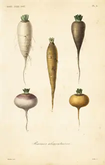 Root vegetables, racines alimentaires