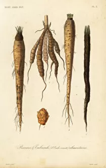 Alimentaires Collection: Root vegetables, racines et tubercule alimentaires