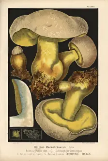 Champignons Prints: Rooting bolete, Boletus radicans, edible