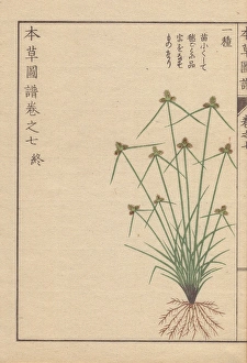 Roots Collection: Roots, grass and flowers of halfchaff sedge