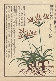 Roots Collection: Roots, leaves and flowers of coco-grass, purple