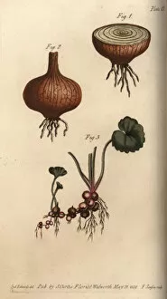 Roots Collection: Roots of the onion Allium cepa and meadow saxifrage