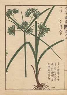 Roots Collection: Roots, reeds and flowers of nutgrass galingale