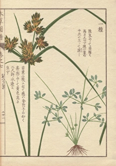 Roots Collection: Roots, reeds and flowers of poorland flatsedge